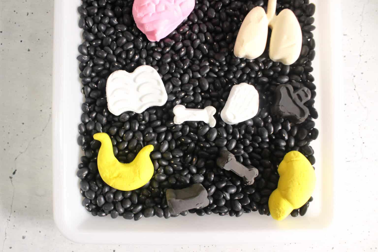 Easy Human Body Sensory Bin For Toddlers and Preschoolers